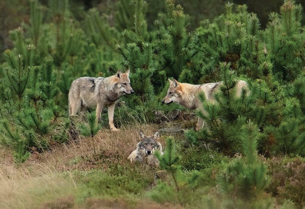 Mere end 50 % flere ulve i Jylland.. – ONN.dk